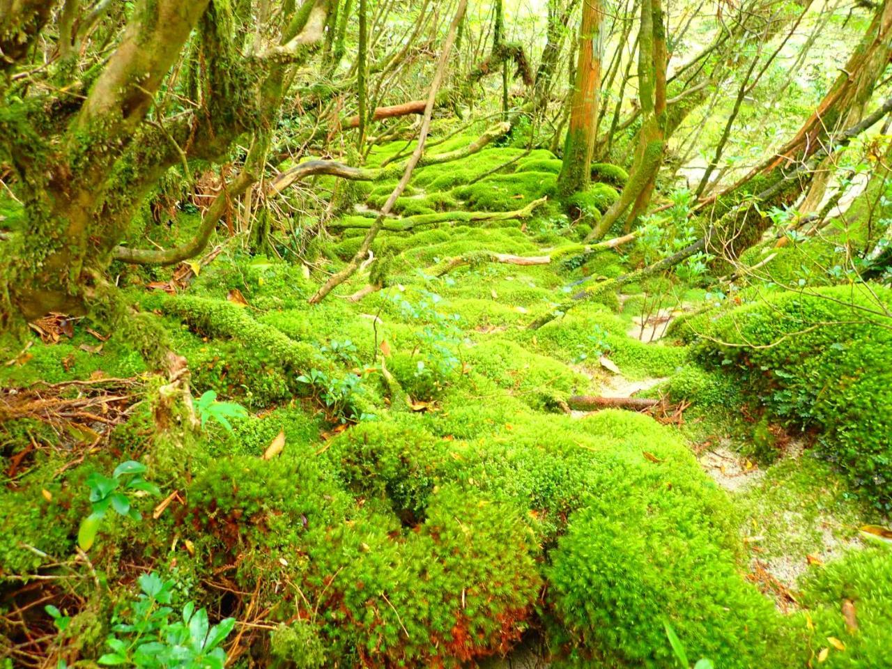 Yakushima Cottage Morino Fairy All Cotage With Open-Air Bath Yakushima (Kagoshima) Exterior foto